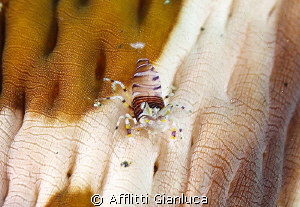 bumblebee shrimp by Afflitti Gianluca 